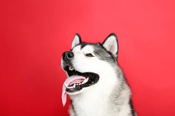 istock Malamute dog on red background 2215925320