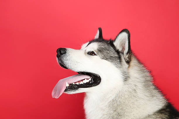 istock Malamute dog on red background 2215925374