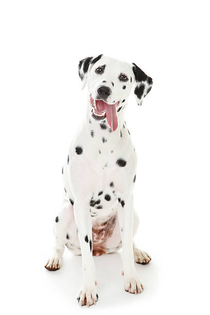 istock Dalmatian dog isolated on white background 2215925428
