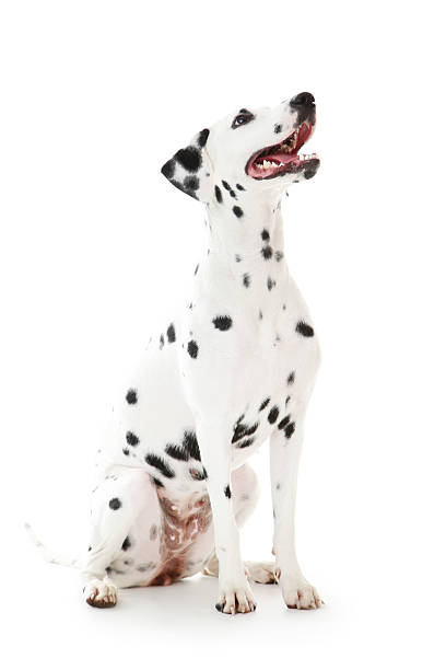 istock Dalmatian dog isolated on white background 2215925638