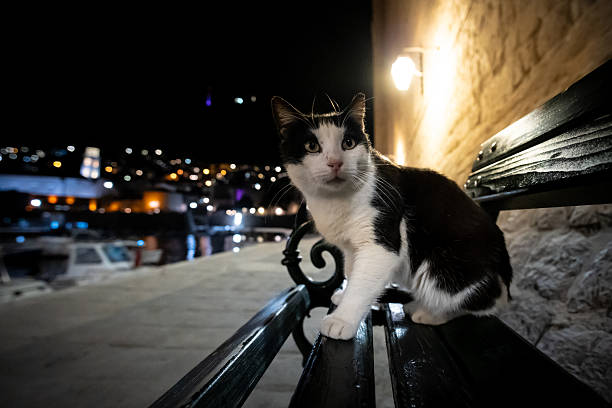 Feral cat in old town Dubrovnik at night