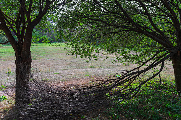 Several overgrown trees with long branches and thick trunks stand near a neglected grassy area. The scene, captured from a low angle, features sunlight casting shadows on the unkempt surroundings.