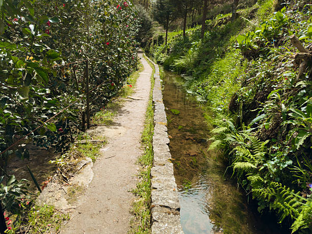 Jugueiros Levada Flower Path. A narrow dirt path runs alongside a clear Levada lined with flowering bushes and lush ferns under bright sunlight in Jugueiros, Felgueiras, Portugal