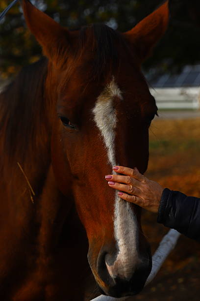 istock Gentle interaction with a chestnut horse 2215928961