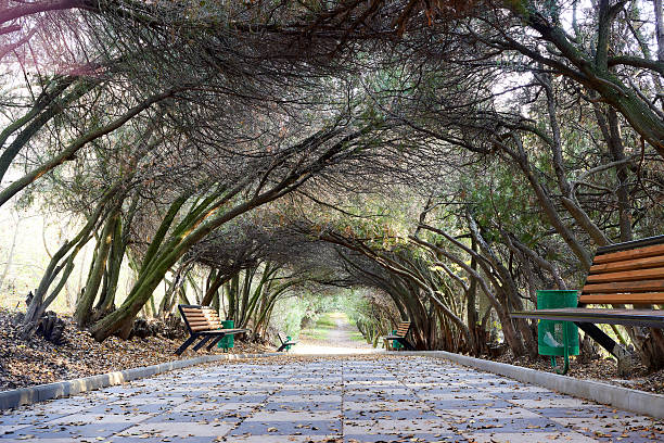 Park alley with tunnel from thuja trees (Platycladus orientalis) at autumn