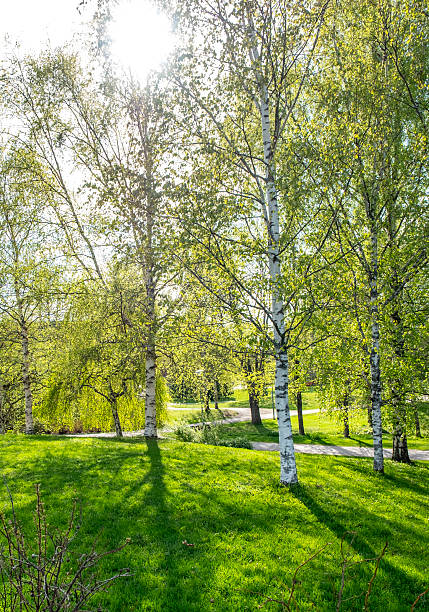 City park in Finland, Lahti. Perhepuisto. Spring day.
