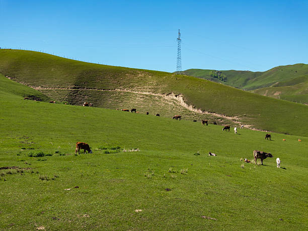 istock Sheep and cattle in the grasslands 2215929424