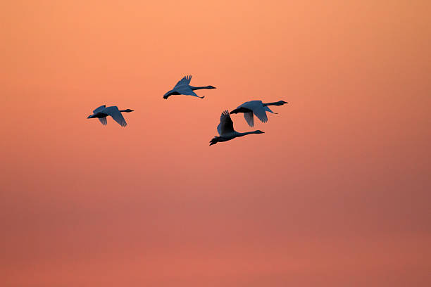 istock Flying swans against dramatically sunset sky. Two Bewick's swans 2215930521