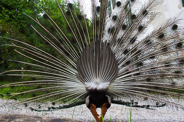 A peacock stands proudly in a lush garden, exhibiting its stunning tail feathers fully fanned out, creating a striking visual display that captures the beauty of nature.