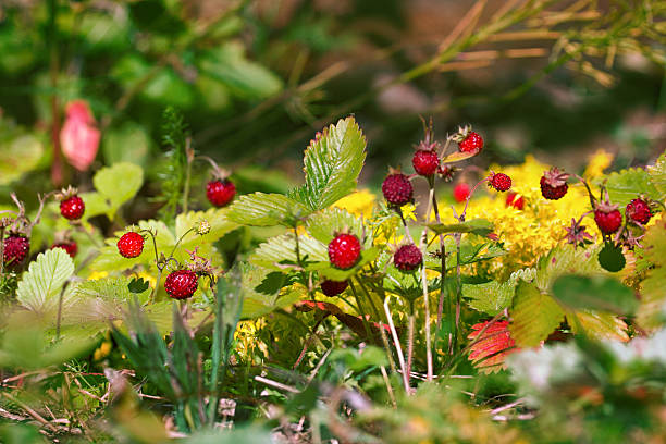 3,500+ Wild Strawberry In Forest Stock Photos, Pictures & Royalty