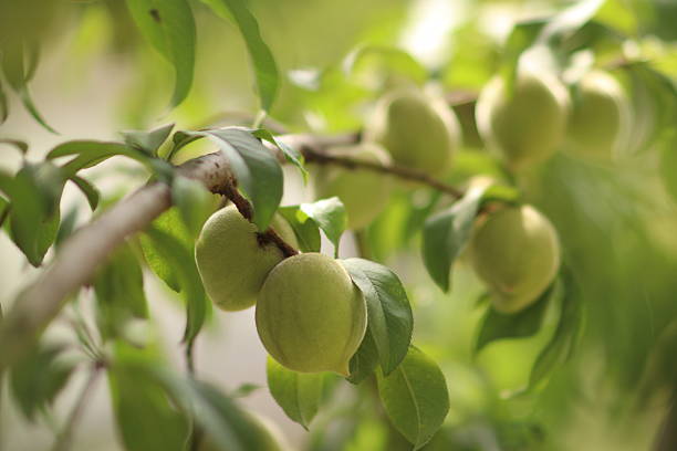Detail of a peach tree. The unripe fruit is tucked between the shiny green leaves.This image is from a series of photographs of the peach tree. So that the morphology of the tree, the fruit, and its leaves can be observed.These photos were taken in a field on a steep mountain.