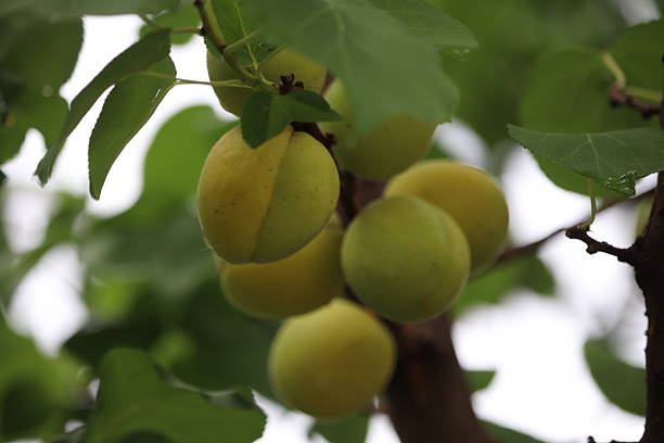 Different unripe fruits near to repining. Raw fruits collection.