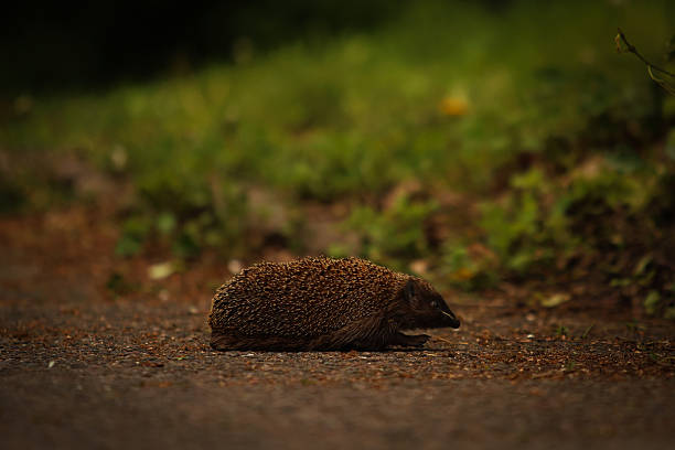 istock Hedgehog in the wild forest. 2215932869