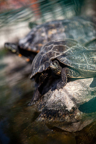 istock Turtles resting on a rock at a wildlife sanctuary. 2215932888