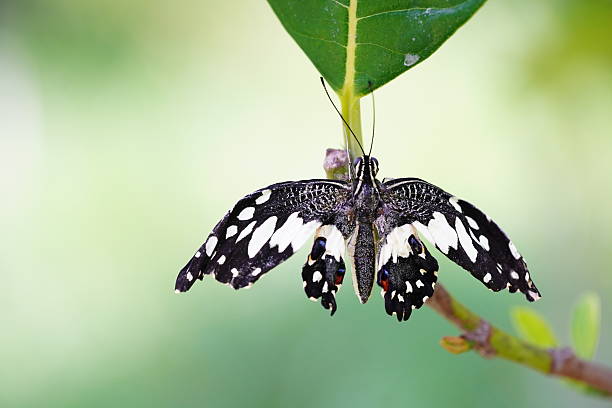 Flower butterflies live in the forest.