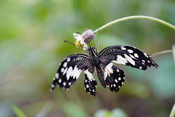 Flower butterflies live in the forest.