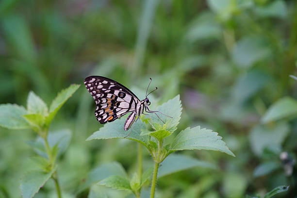 Flower butterflies live in the forest.