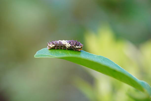 A small caterpillar is eating lemon leaves.
