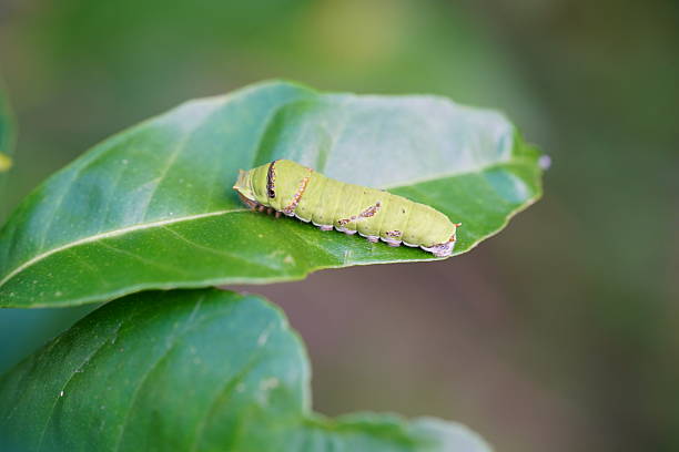 A monarch caterpillar is splitting its skin, ready to transform into a chrysalis. It is hanging from the leaf of a lily. The imprint of wings is already visible.