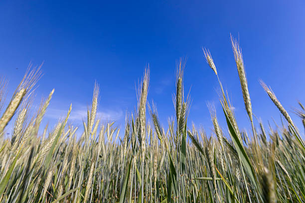 unripe ear of rye on the blue sky background