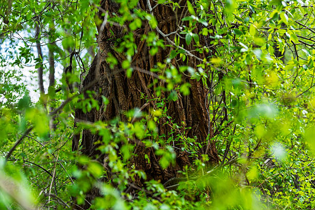 Large Tree Trunk and OOF Lush Green Foliage - Nature scenic with selective focus on textured tree trunk with out-of-focus lush green foliage. Cottonwood tree detail.