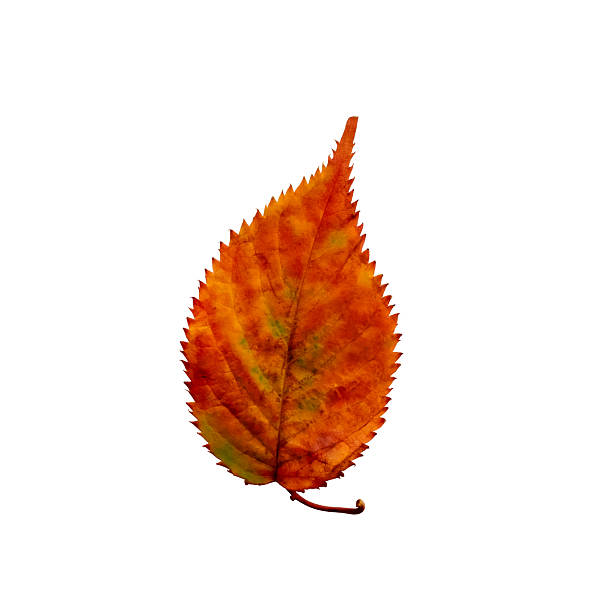 Autumn maple leaf isolated on white background, Image colourful nature wide life for Fall season elements banner decoration,clipping path