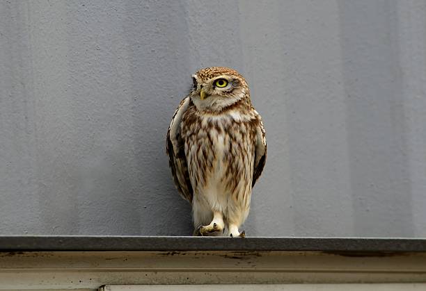 A little owl (Athene noctua) standing alert on a building ledge. A rare urban encounter with this nocturnal bird in Korea.