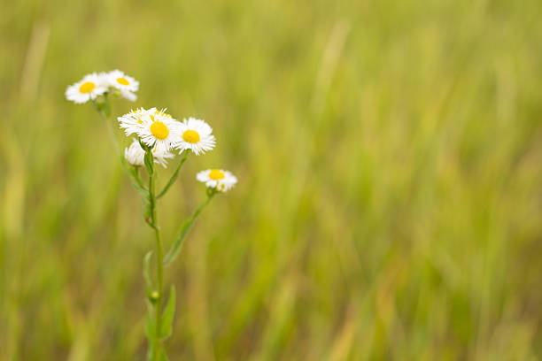 One white flower against a green field