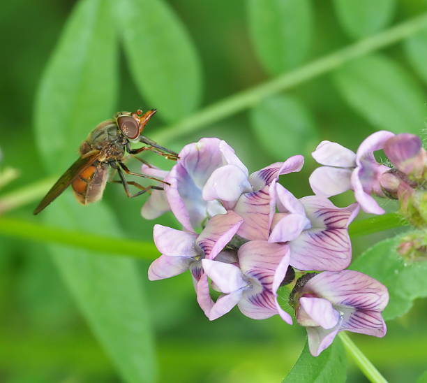 istock Rhingia campestris on purple flower 2215936741