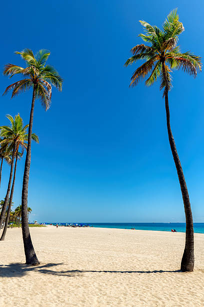istock Tropical sunny beach with palm trees 2215936800