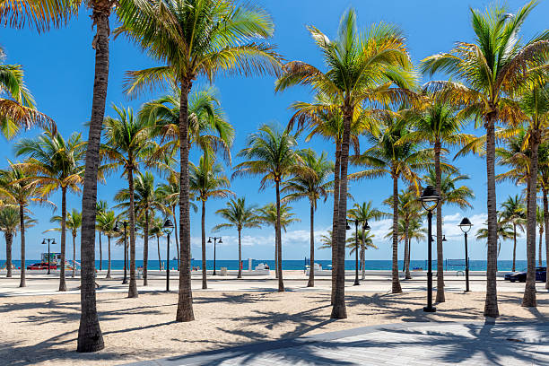 istock Palm trees in Las Olas Oceanside Beach, Fort Lauderdale, Florida 2215936846