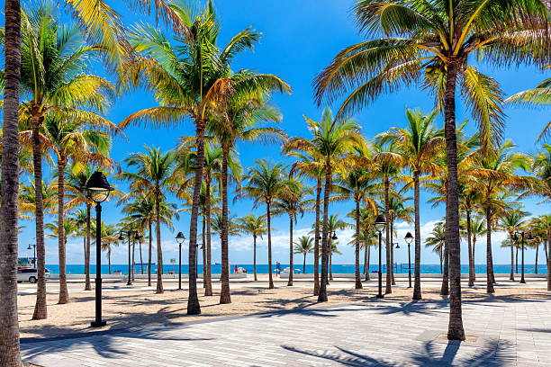 istock Palm trees in Las Olas Oceanside Beach, Fort Lauderdale, Florida 2215936856