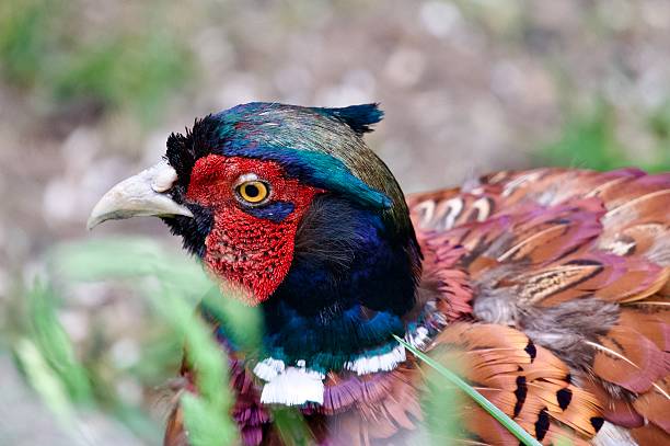 A Close-up Pattern of Male Pheasant Feathers