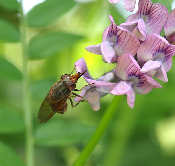 Rhingia campestris is a species of hoverfly, and has the distinctive long snout of all Rhingia species. Rhingia campestris is the main pollinator for many plant species and due to its long snout it can forage on tubulous flowers