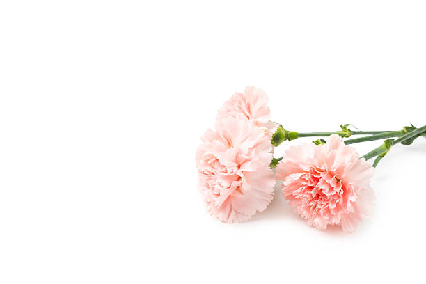 Carnation isolated on white background. Fresh fragrant pink carnation. Bouquet for holiday. Gift. Flowers. Beautiful composition.