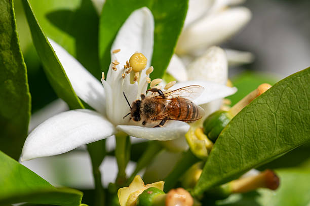 istock Pollinating bee among orange blossoms. Insects. 2215940938