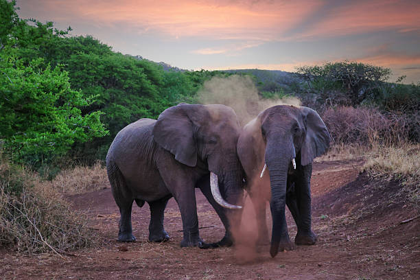 front view of two elephants at sunset throwing red dirt, South africa