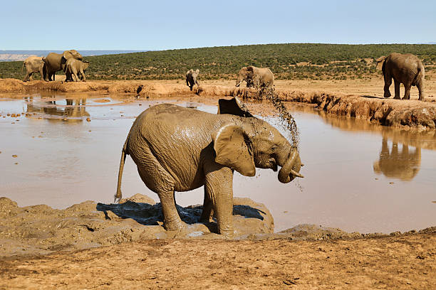 african elephant spraying mud with its trunk on its back, South africa