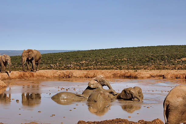 istock group of young elephants playing in a mud lake 2215941217