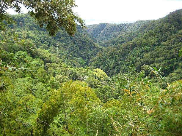 istock Tropical rainforest landscape with lush greenery. 2215942416