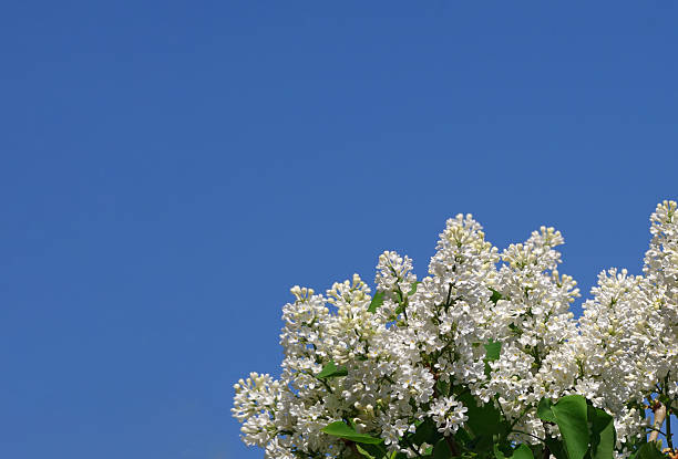 branches of blooming white lilacs on a blue sky background. colorful spring background. copy space