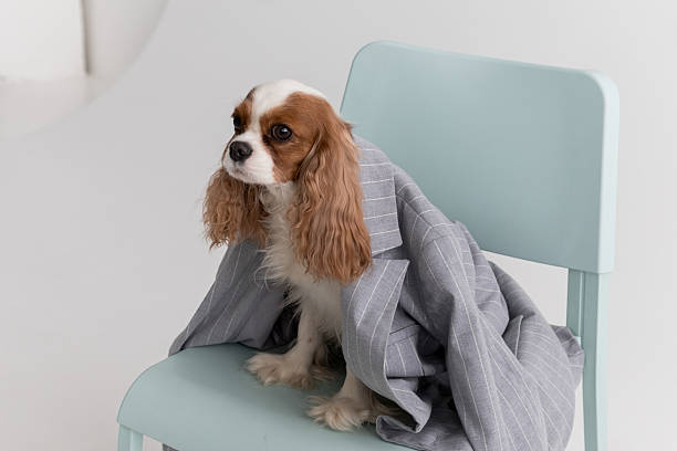 istock Cavalier King Charles Spanie Dog Sitting In Jacket On Chair On White Background 2215943349