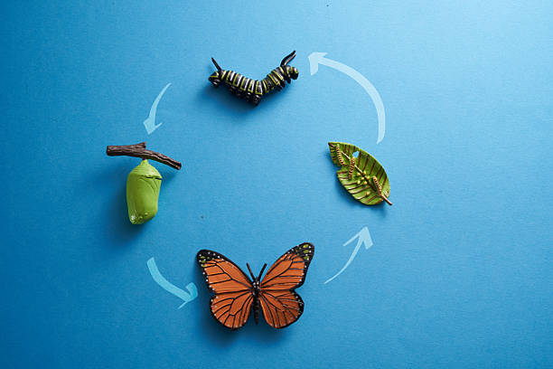 istock toy Monarch butterfly emerging from its chrysalis. 2215943536