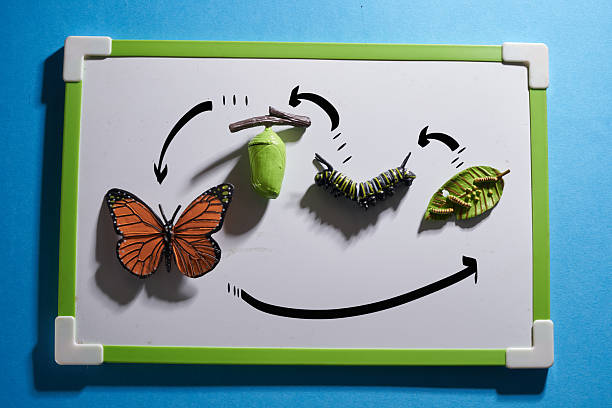 istock toy Monarch butterfly emerging from its chrysalis on whiteboard 2215943537
