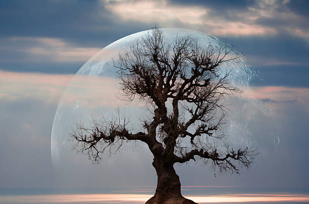 Moon: https://science.nasa.gov/image-detail/amf-pia00405/\n\nLone strange tree with full moon in the background at amazing sunset \