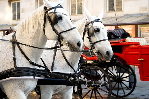 istock Classic Carriage with Two White Horses Through City Streets 2215944529