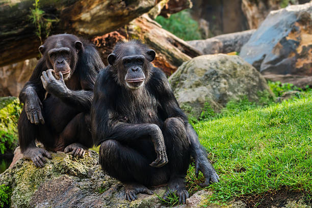 The two chimpanzees on a large rock in the zoo. High quality photo
