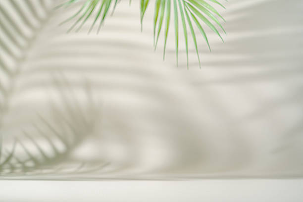 istock Shadow of tropical leaves 2215945252