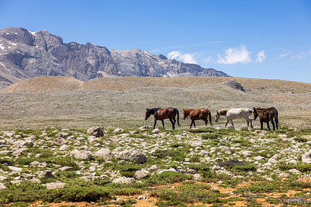 Horses traveling through a mountainous landscape