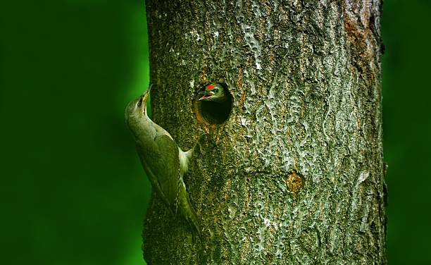 An adult Korean Grey-headed Woodpecker (Picus canus) feeds its chick at a tree cavity nest. Captured in Korea, showing parental care and wildlife behavior. Perfect for nature and bird photography themes.